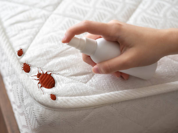 Professional Pest Control in Carrollton, TX